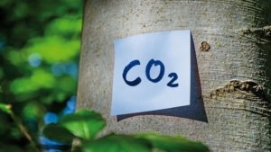 An einem Baumstamm ist ein Notizzettel mit der Aufschrift "CO2" angeheftet.