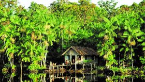 Wald in Brasilien m it einer Hütte auf dem Wasser und dort wohnenden Menschen